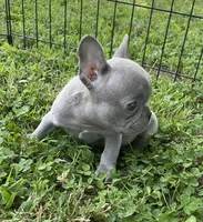 Wade, a male French Bulldog for sale in Vienna, MO – 3 of 6