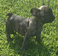 Sancho, a male French Bulldog for sale in Vienna, MO – 7 of 7