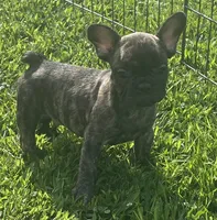 Sancho, a male French Bulldog for sale in Vienna, MO – 3 of 7