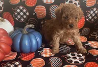 Pearl, a female Cavapoo for sale in Vienna, MO – 7 of 10