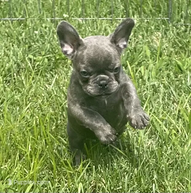 KitKat – French Bulldog puppy for sale in Vienna, MO