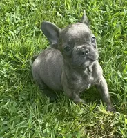 Storm, a male French Bulldog for sale in Vienna, MO – 3 of 7