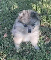 Skittles, a female Pomsky for sale in Vienna, MO – 4 of 7