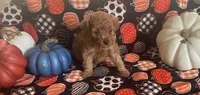 Pearl, a female Cavapoo for sale in Vienna, MO – 6 of 10