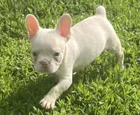 Saint, a male French Bulldog for sale in Vienna, MO – 8 of 8