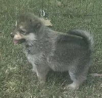 Jag, a male Pomsky for sale in Vienna, MO – 3 of 8
