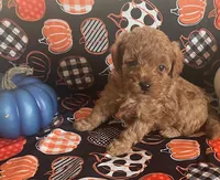 Pearl, a female Cavapoo for sale in Vienna, MO – 2 of 10