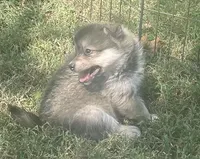 Jag, a male Pomsky for sale in Vienna, MO – 5 of 8