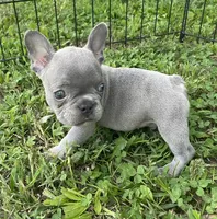 Wade, a male French Bulldog for sale in Vienna, MO – 2 of 6