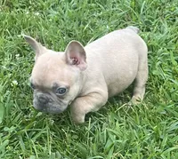 Iven, a male French Bulldog for sale in Vienna, MO – 4 of 6