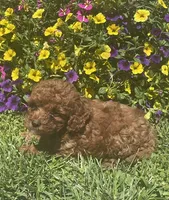 Ruby, a female Cavapoo for sale in Vienna, MO – 7 of 7