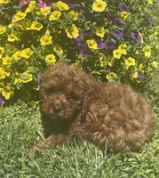 Rudy, a male Cavapoo for sale in Vienna, MO – 6 of 7