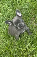 KoKo, a female French Bulldog for sale in Vienna, MO – 4 of 6