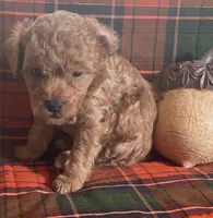 Poco, a male Cavapoo for sale in Vienna, MO – 5 of 8