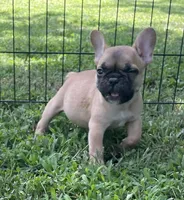 Riggs, a male French Bulldog for sale in Vienna, MO – 6 of 6