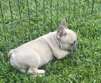 Iven, a male French Bulldog for sale in Vienna, MO – 6 of 6