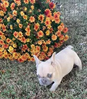 Nugget, a female French Bulldog for sale in Vienna, MO – 6 of 10