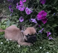 Mochi, a male French Bulldog for sale in Vienna, MO – 6 of 10