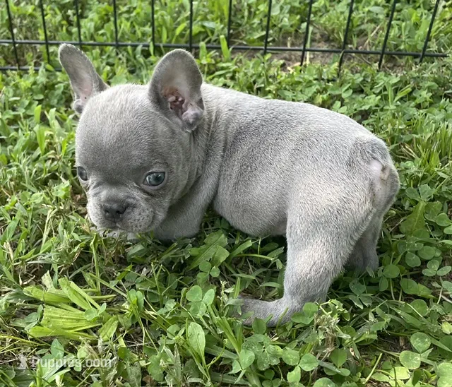 Wade – French Bulldog puppy for sale in Vienna, MO