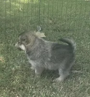 Jag, a male Pomsky for sale in Vienna, MO – 4 of 8