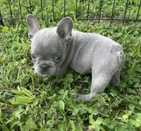 Wade, a male French Bulldog for sale in Vienna, MO – 6 of 6