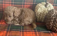 PeeWee, a male Cavapoo for sale in Vienna, MO – 8 of 8