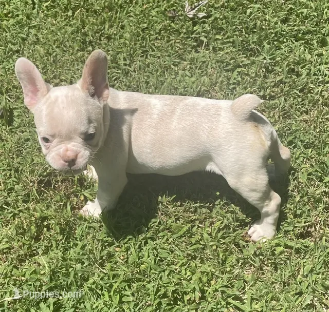 Saint – French Bulldog puppy for sale in Vienna, MO