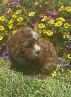 Alfie, a male Cavapoo for sale in Vienna, MO – 2 of 7