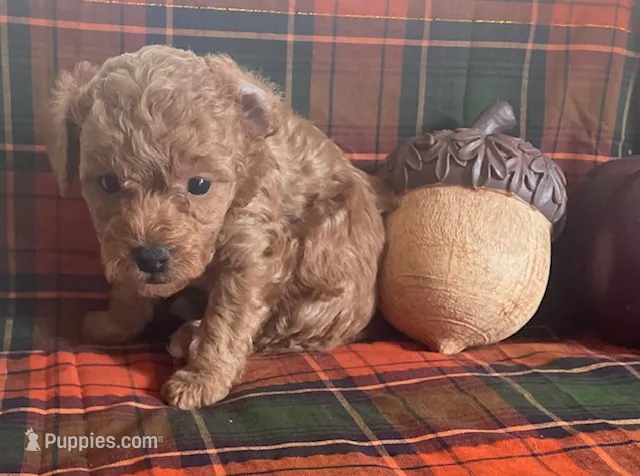 Poco – Cavapoo puppy for sale in Vienna, MO
