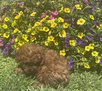 Rudy, a male Cavapoo for sale in Vienna, MO – 7 of 7