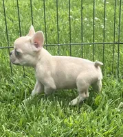 Kash, a male French Bulldog for sale in Vienna, MO – 7 of 7