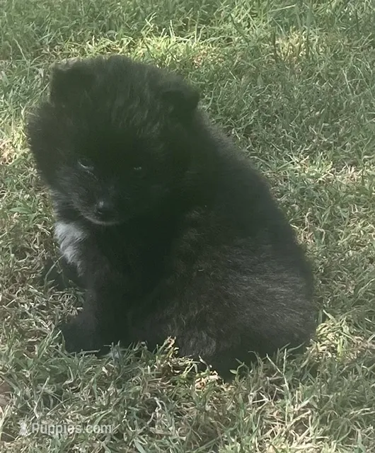 Jey-Jey – Pomsky puppy for sale in Vienna, MO