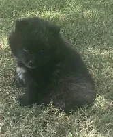 Jey-Jey, a male Pomsky for sale in Vienna, MO – 2 of 9