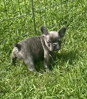 KitKat, a female French Bulldog for sale in Vienna, MO – 7 of 8