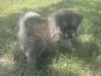 Jag, a male Pomsky for sale in Vienna, MO – 2 of 8