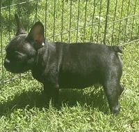Chocolate, a male French Bulldog for sale in Vienna, MO – 5 of 7