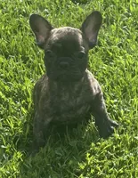 Sancho, a male French Bulldog for sale in Vienna, MO – 2 of 7