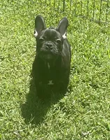 Chocolate, a male French Bulldog for sale in Vienna, MO – 4 of 7