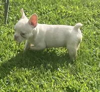 Saint, a male French Bulldog for sale in Vienna, MO – 1 of 8