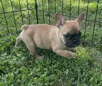 Riggs, a male French Bulldog for sale in Vienna, MO – 5 of 6