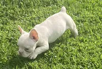 Saint, a male French Bulldog for sale in Vienna, MO – 5 of 8