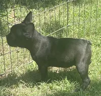 Chocolate, a male French Bulldog for sale in Vienna, MO – 7 of 7