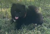 Skipper, a male Pomsky for sale in Vienna, MO – 1 of 9