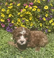Alfie, a male Cavapoo for sale in Vienna, MO – 5 of 7