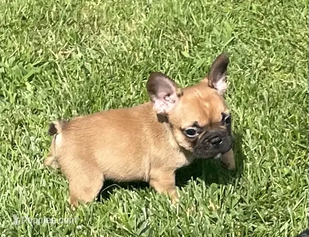 Mochi – French Bulldog puppy for sale in Vienna, MO