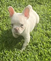 Saint, a male French Bulldog for sale in Vienna, MO – 2 of 8