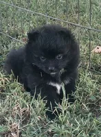 Skipper, a male Pomsky for sale in Vienna, MO – 2 of 9
