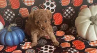 Pearl, a female Cavapoo for sale in Vienna, MO – 5 of 10