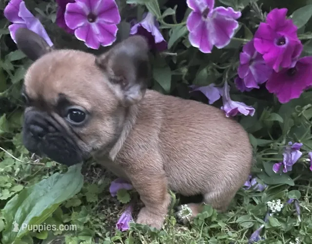 Mochi – French Bulldog puppy for sale in Vienna, MO