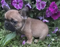 Mochi, a male French Bulldog for sale in Vienna, MO – 1 of 10